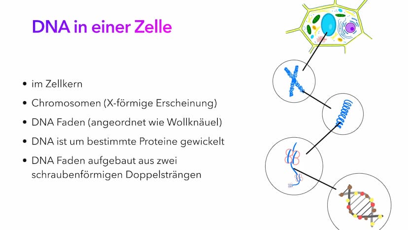Die DNA
PIA LINDAU & MALI NILLES
HE Inhalt
Allgemeine Informationen
Geschichte der DNA
Aufbau der DNA
Alles Wichtige auf einen Blick Allgeme