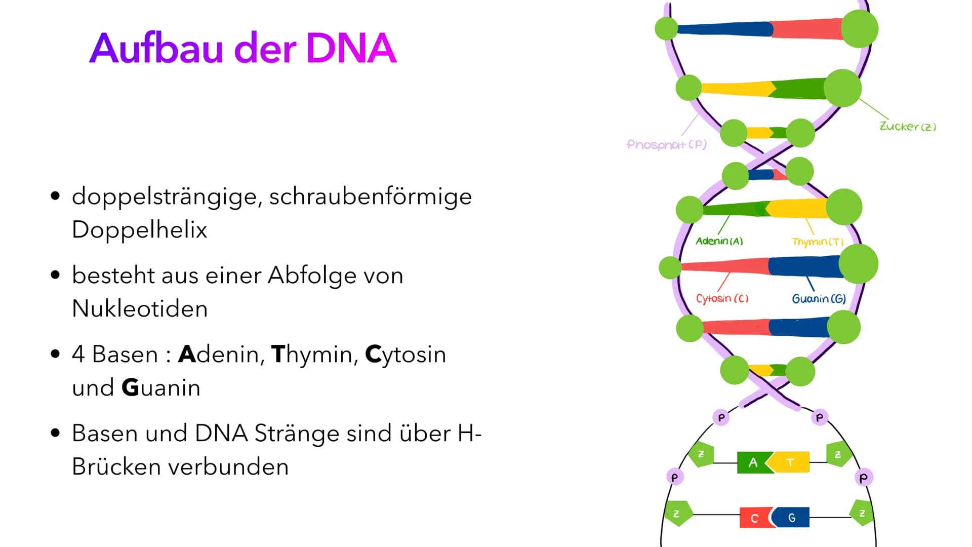 Die DNA
PIA LINDAU & MALI NILLES
HE Inhalt
Allgemeine Informationen
Geschichte der DNA
Aufbau der DNA
Alles Wichtige auf einen Blick Allgeme