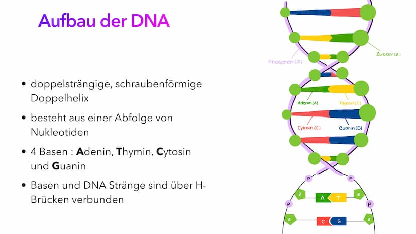 Die DNA
PIA LINDAU & MALI NILLES
HE Inhalt
Allgemeine Informationen
Geschichte der DNA
Aufbau der DNA
Alles Wichtige auf einen Blick Allgeme