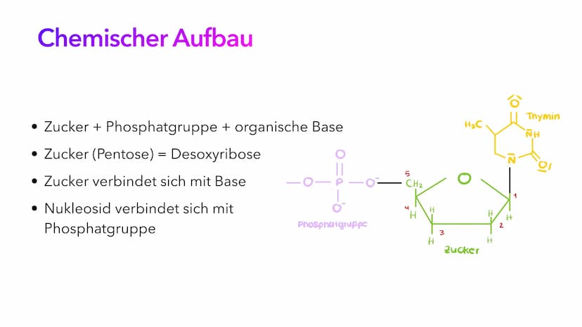 Die DNA
PIA LINDAU & MALI NILLES
HE Inhalt
Allgemeine Informationen
Geschichte der DNA
Aufbau der DNA
Alles Wichtige auf einen Blick Allgeme