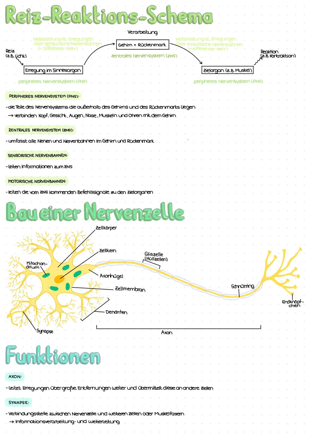 Reiz-Reaktions-Schema
Reiz
(Z.B. Licht)
Erregung im Sinnesorgan
peripheres Nervensystem (PNS)
Weiterleitung el. Erregungen
über sensorische 