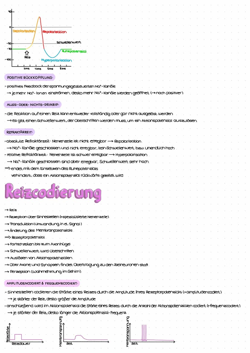 Reiz-Reaktions-Schema
Reiz
(Z.B. Licht)
Erregung im Sinnesorgan
peripheres Nervensystem (PNS)
Weiterleitung el. Erregungen
über sensorische 