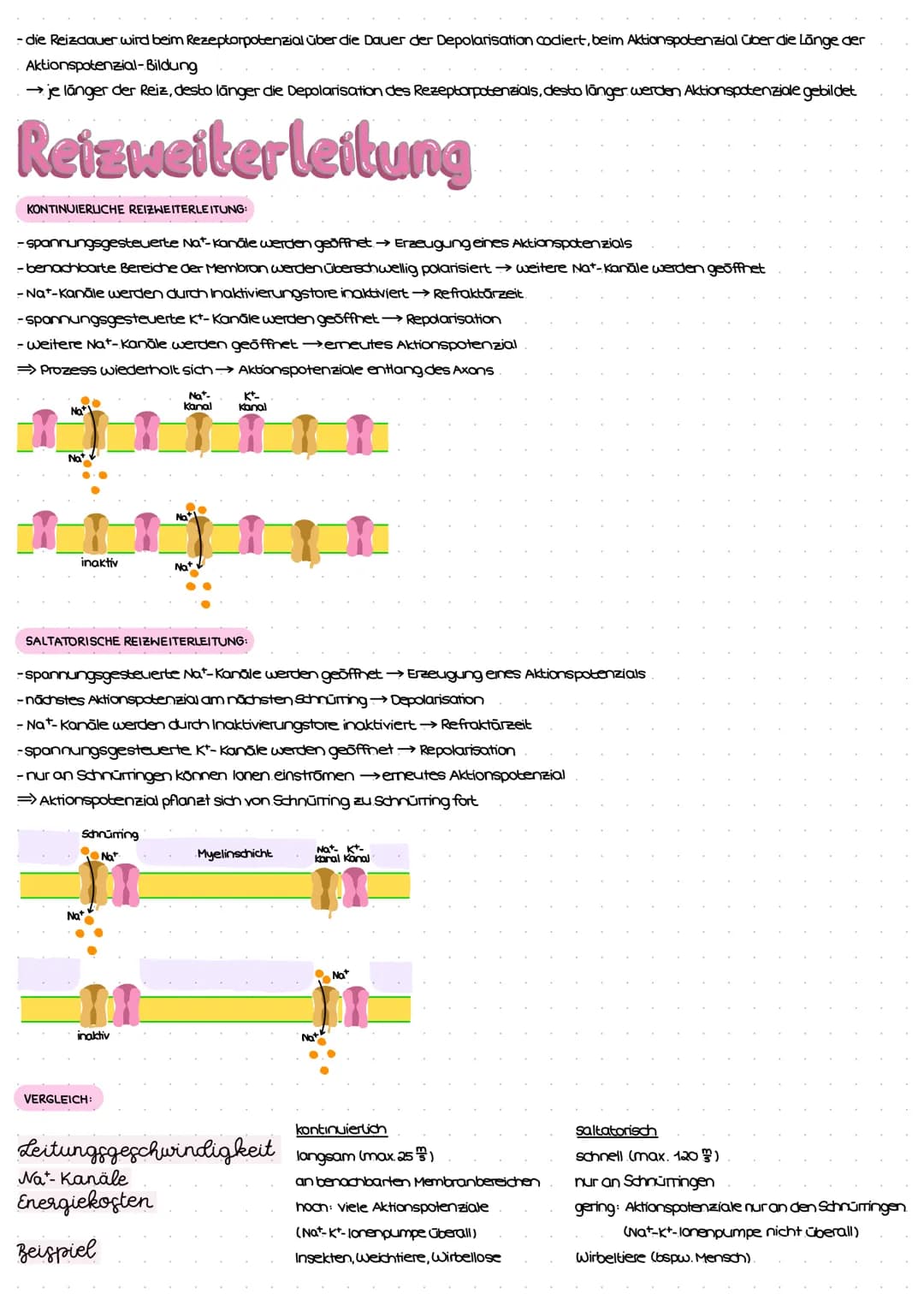 Reiz-Reaktions-Schema
Reiz
(Z.B. Licht)
Erregung im Sinnesorgan
peripheres Nervensystem (PNS)
Weiterleitung el. Erregungen
über sensorische 