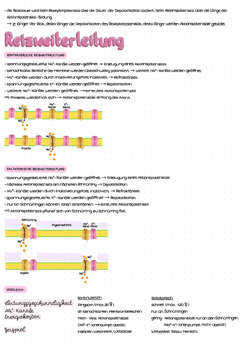Reiz-Reaktions-Schema
Reiz
(Z.B. Licht)
Erregung im Sinnesorgan
peripheres Nervensystem (PNS)
Weiterleitung el. Erregungen
über sensorische 