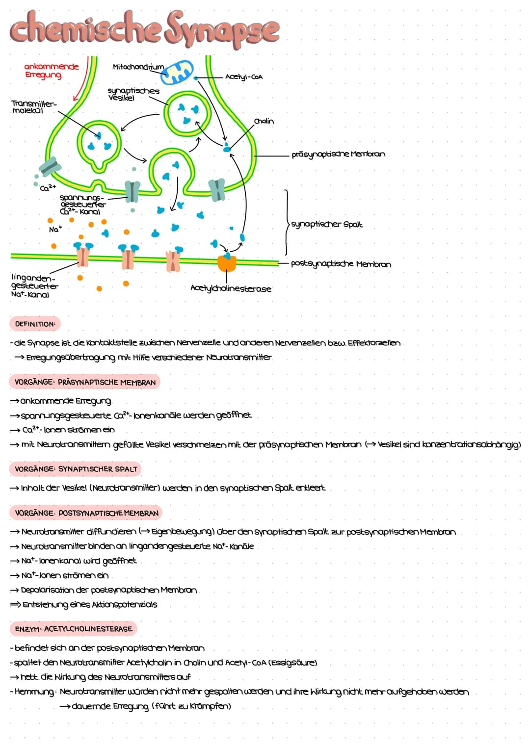 Reiz-Reaktions-Schema
Reiz
(Z.B. Licht)
Erregung im Sinnesorgan
peripheres Nervensystem (PNS)
Weiterleitung el. Erregungen
über sensorische 
