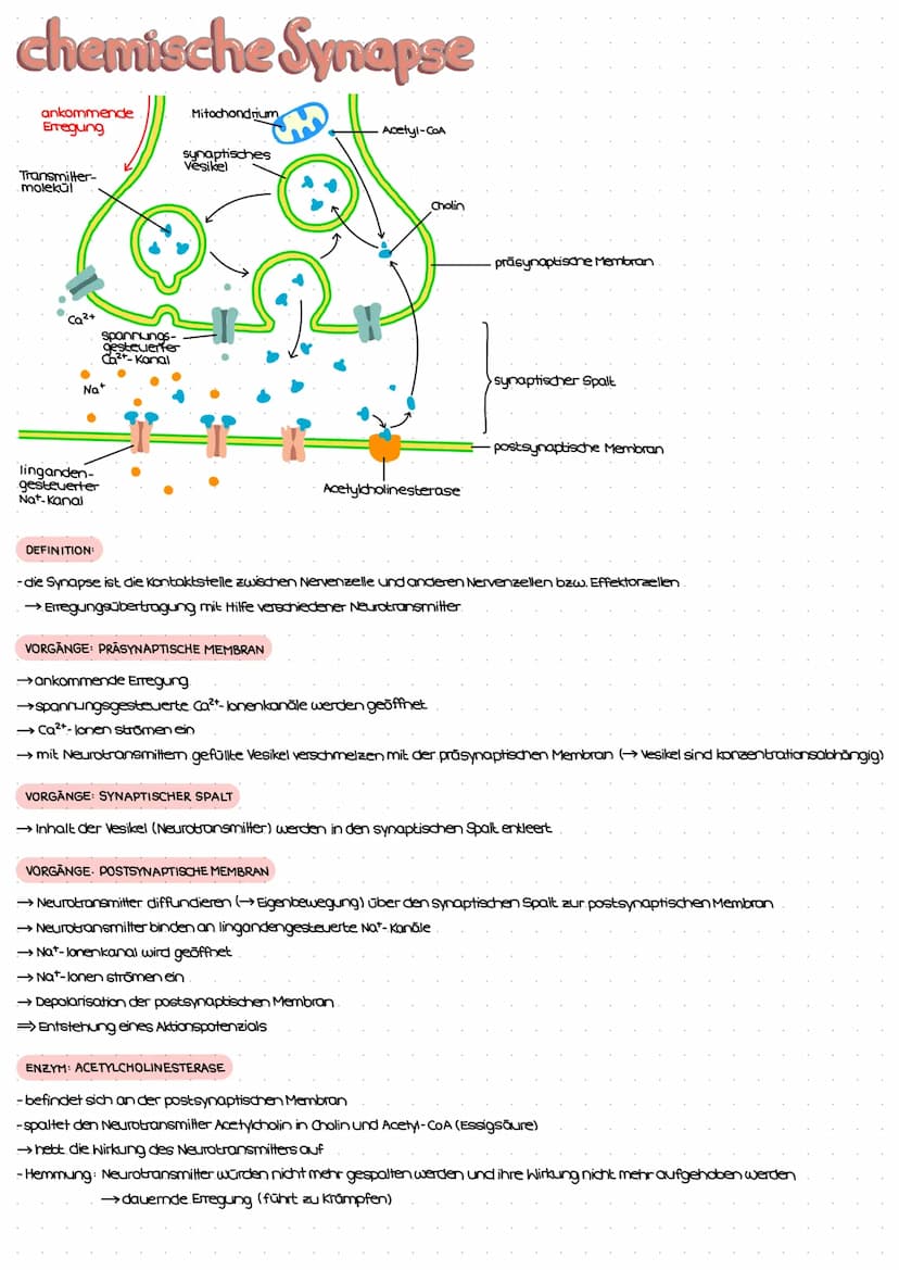 Reiz-Reaktions-Schema
Reiz
(Z.B. Licht)
Erregung im Sinnesorgan
peripheres Nervensystem (PNS)
Weiterleitung el. Erregungen
über sensorische 