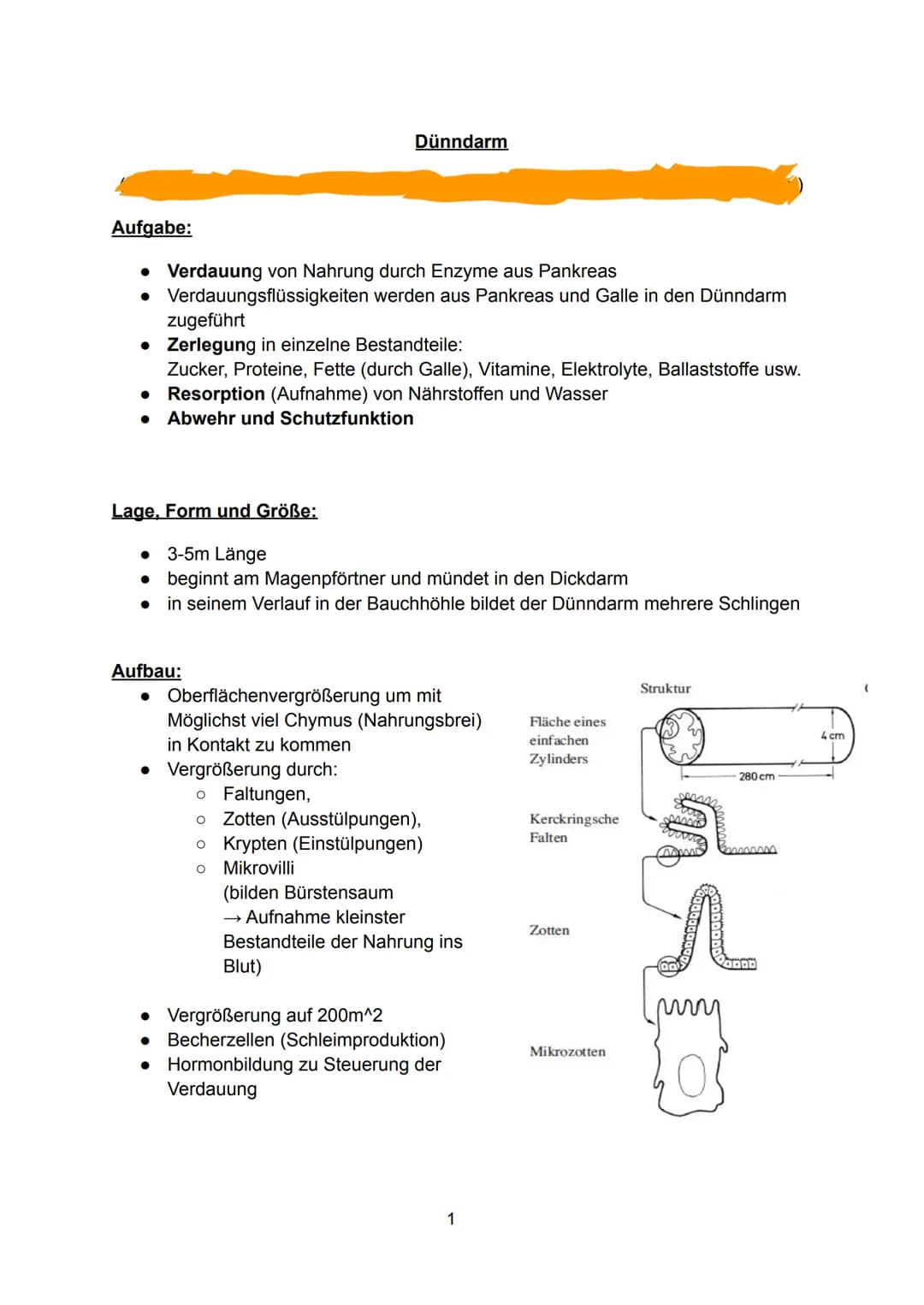 Aufgabe:
• Verdauung von Nahrung durch Enzyme aus Pankreas
•
Verdauungsflüssigkeiten werden aus Pankreas und Galle in den Dünndarm
Dünndarm
