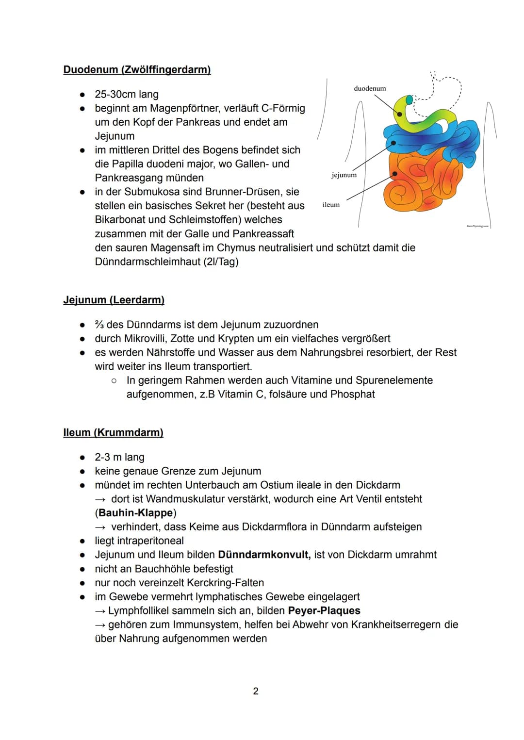 Aufgabe:
• Verdauung von Nahrung durch Enzyme aus Pankreas
•
Verdauungsflüssigkeiten werden aus Pankreas und Galle in den Dünndarm
Dünndarm
