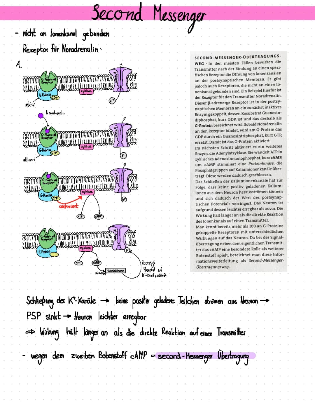Neurobiologie Second Messenger