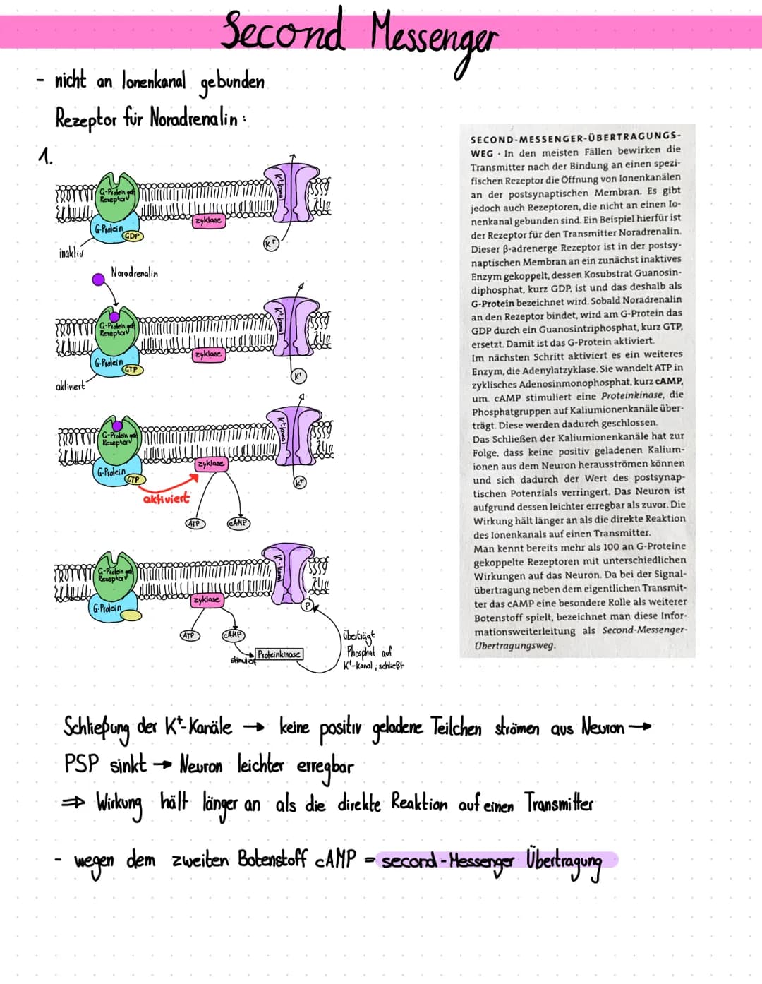 nicht an lonenkanal gebunden
Rezeptor für Noradrenalin
1.
1901 1977 G-Protein ges
Reseptor
inaktiv
aktiviert
G-Protein
Noradrenalin
G-Protei