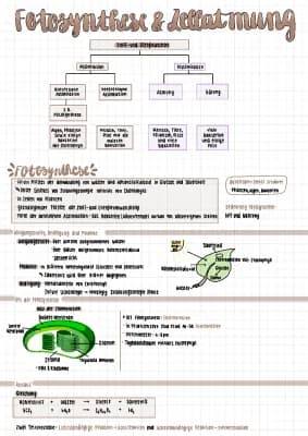 Know Fotosynthese & Zellatmung  thumbnail