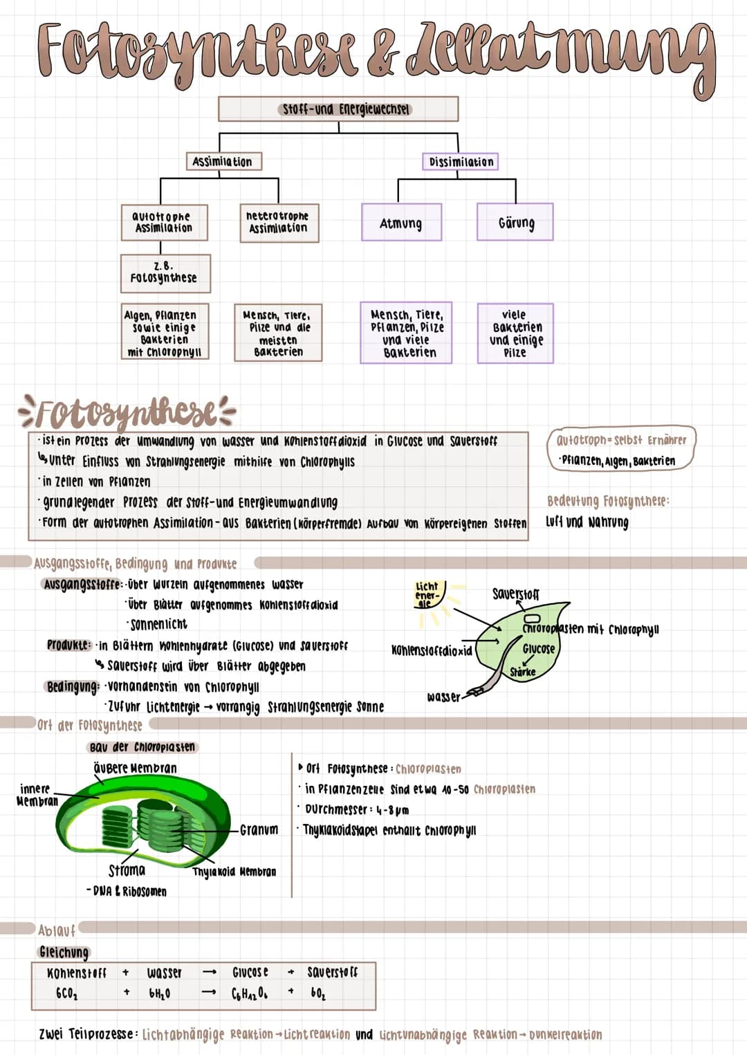 
<p>Die urtümliche Wirtszelle befindet sich in einer Symbiose mit Organellen und nimmt bakterienähnliche Prokaryoten auf. Dabei handelt es s