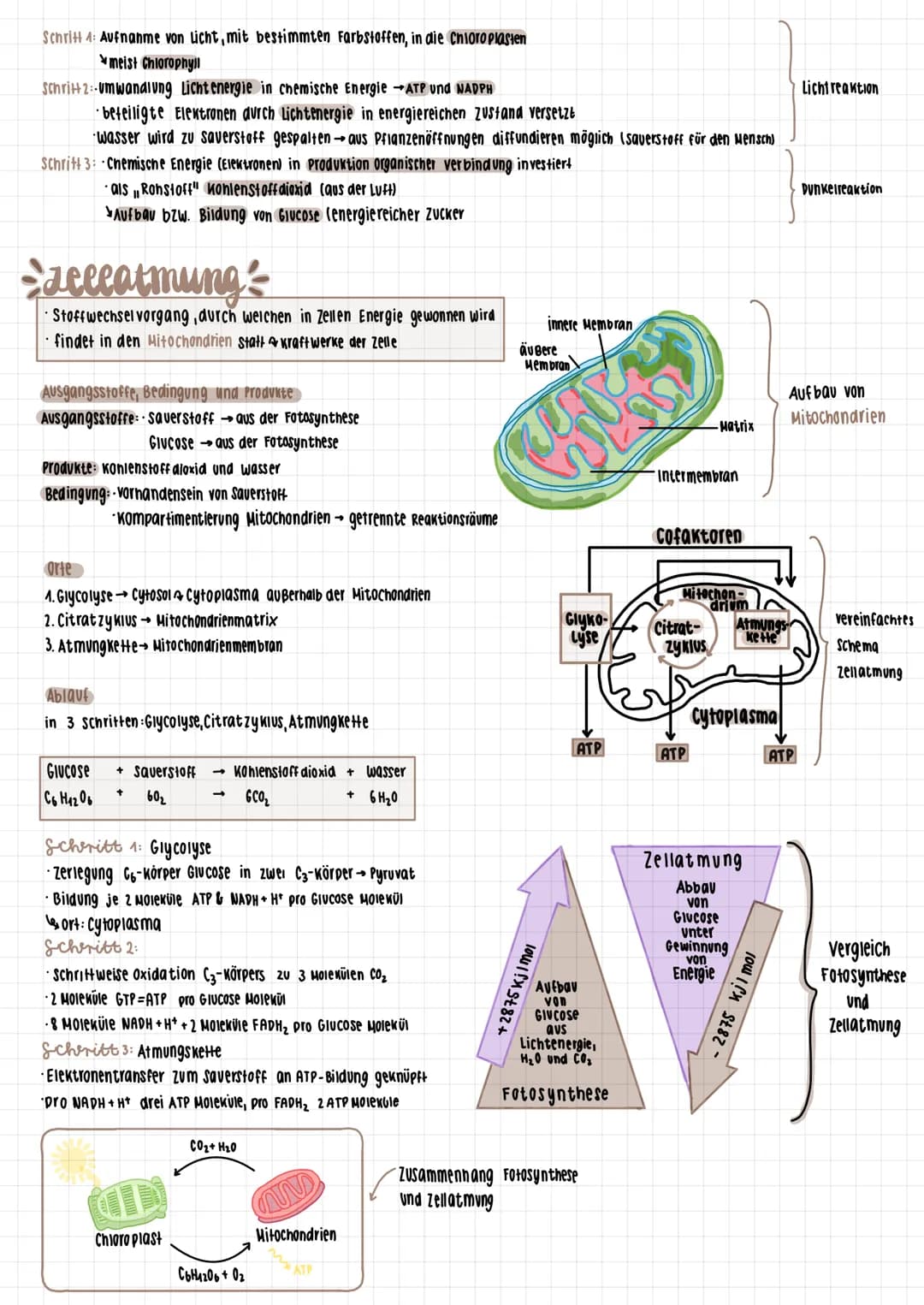 
<p>Die urtümliche Wirtszelle befindet sich in einer Symbiose mit Organellen und nimmt bakterienähnliche Prokaryoten auf. Dabei handelt es s