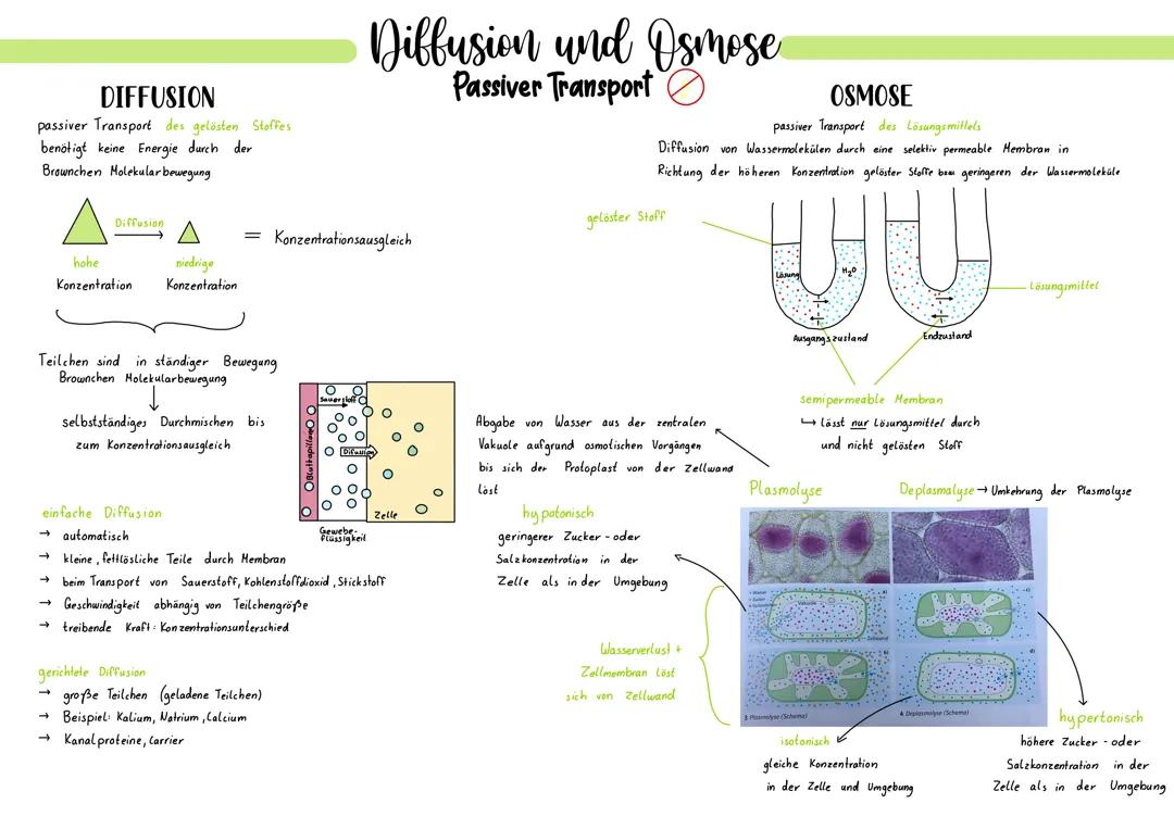 Diffusion und Osmose 
