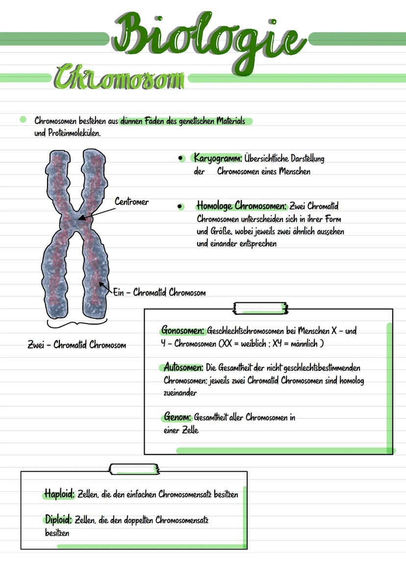 Genetik  Biologie
Chromosom
Chromosomen bestehen aus dünnen Fäden des genetischen Materials
und Proteinmolekülen.
Centromer
• Karyogramm: Üb