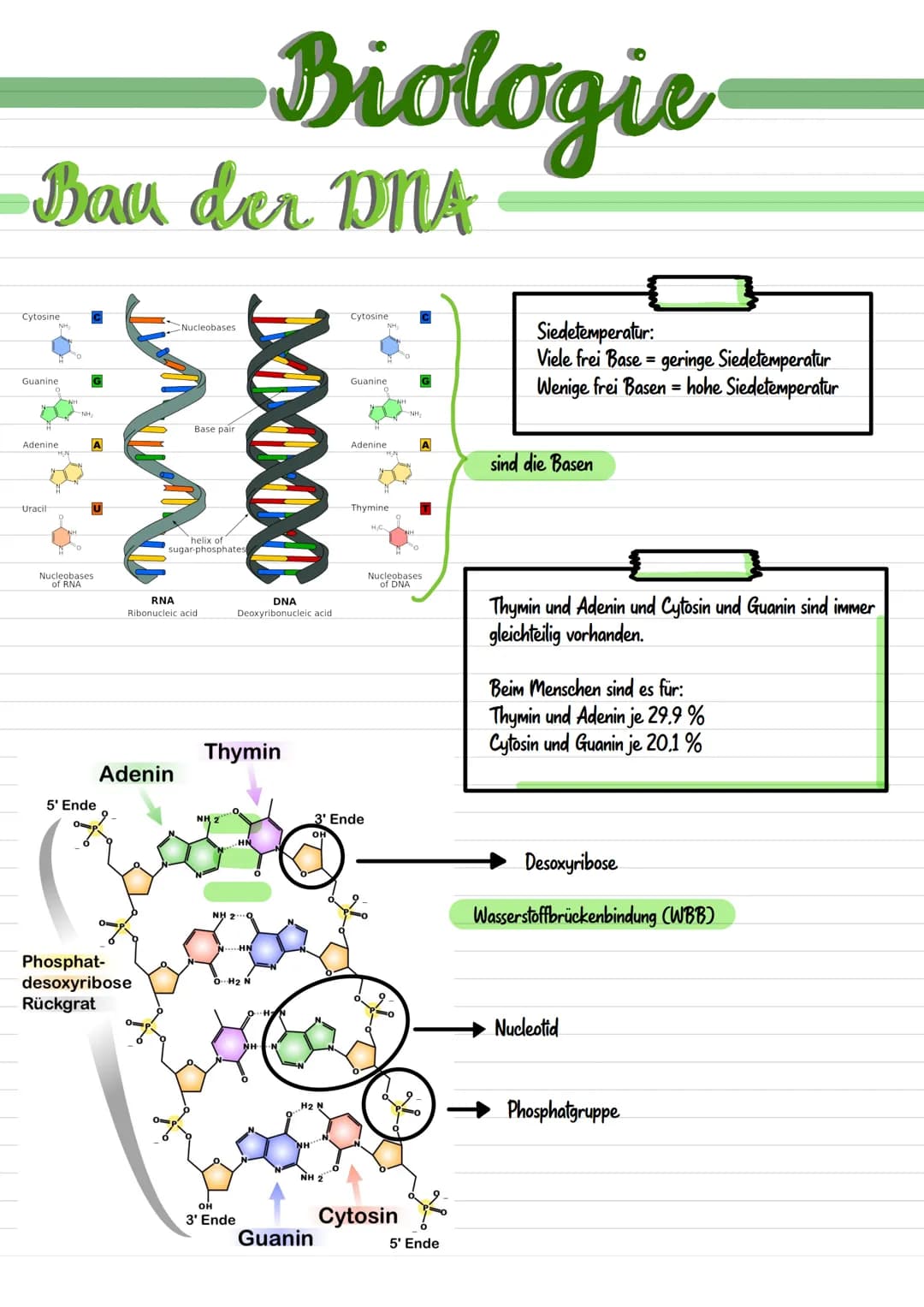 Genetik  Biologie
Chromosom
Chromosomen bestehen aus dünnen Fäden des genetischen Materials
und Proteinmolekülen.
Centromer
• Karyogramm: Üb