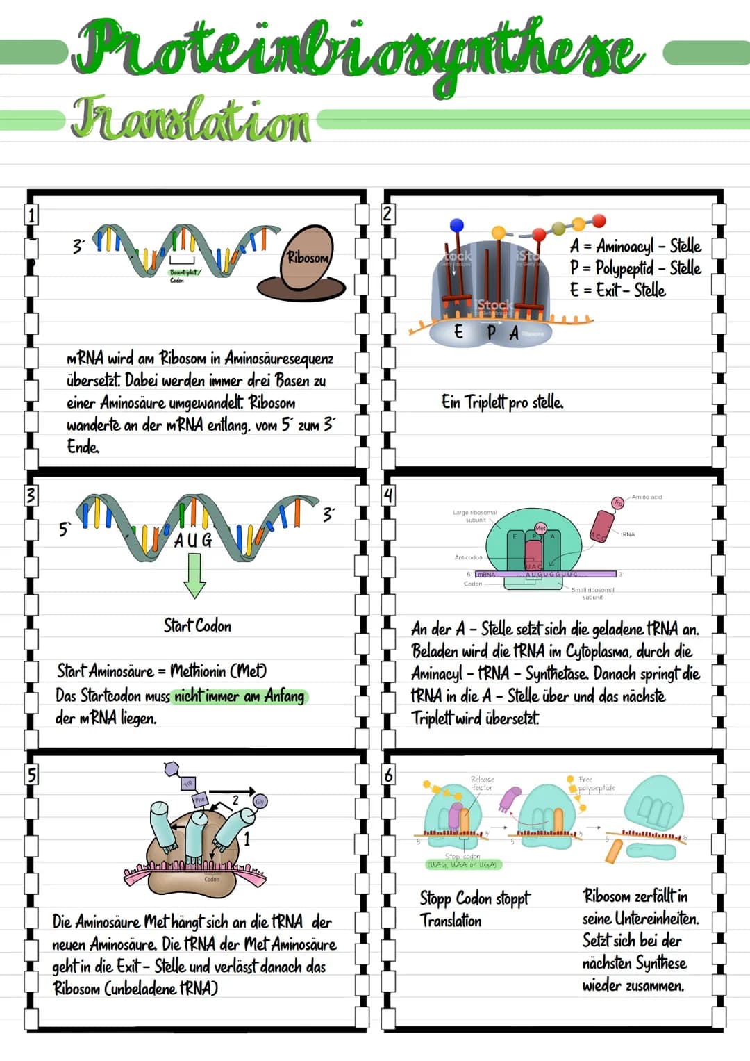 Genetik  Biologie
Chromosom
Chromosomen bestehen aus dünnen Fäden des genetischen Materials
und Proteinmolekülen.
Centromer
• Karyogramm: Üb