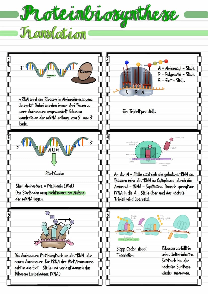 Genetik  Biologie
Chromosom
Chromosomen bestehen aus dünnen Fäden des genetischen Materials
und Proteinmolekülen.
Centromer
• Karyogramm: Üb