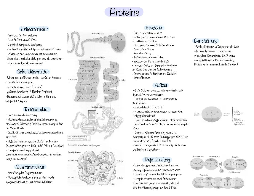 Alles über Proteine: Von Primärstruktur bis zur Denaturierung
