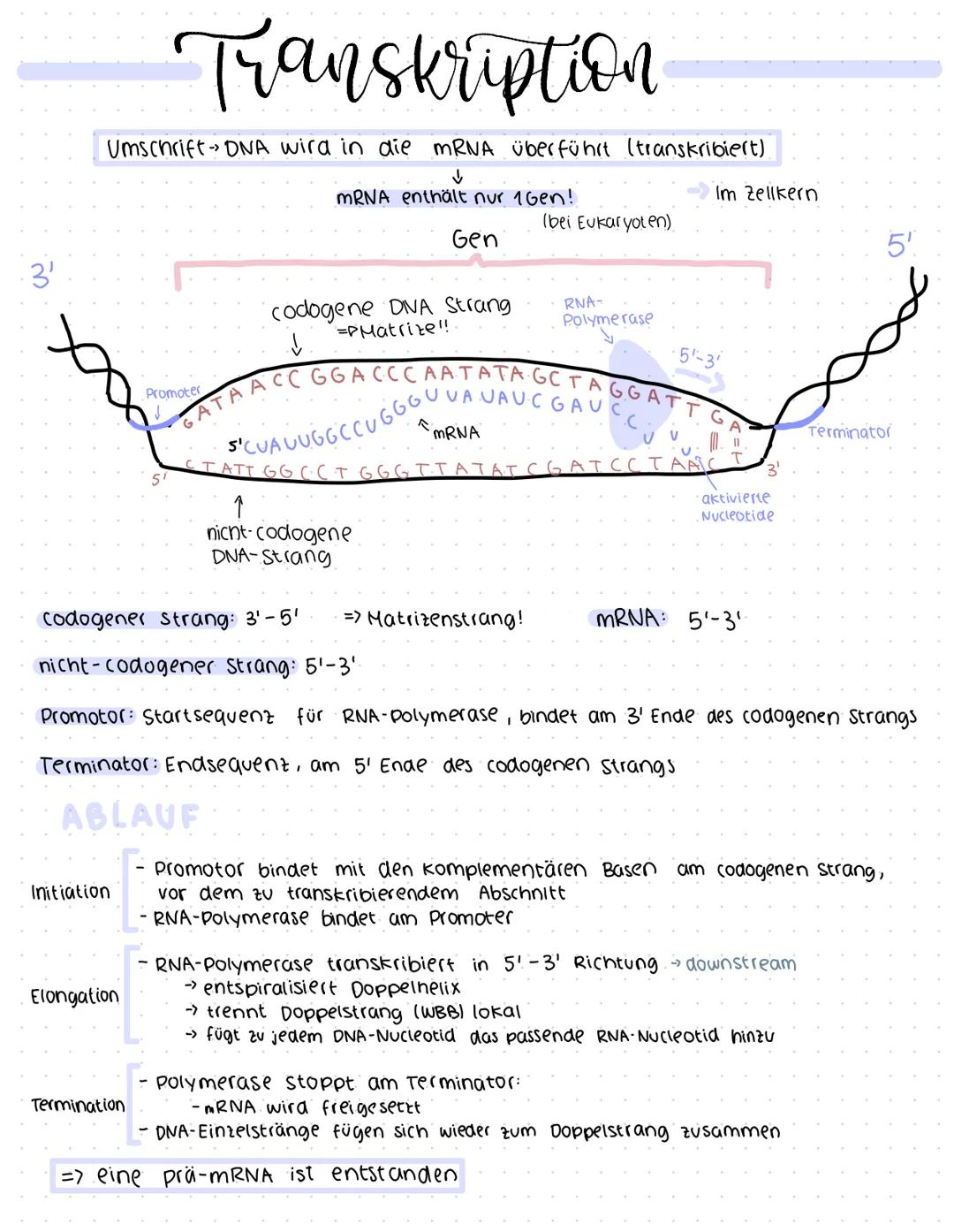 # Transkription

Umschrift DNA wird in die mRNA überführt (transkribiert)

↓

MRNA enthält nur 1 Gen!

Gen

Im Zellkern

(bei Eukaryoten)

3