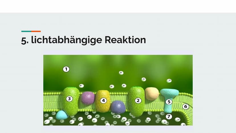 Fotosynthese
Vortrag von Darleen Noah Was ist Fotosynthese?
- ist eine redoxreaktion (Reduktion und Oxidation) -> Reaktion mit Sauerstoff un