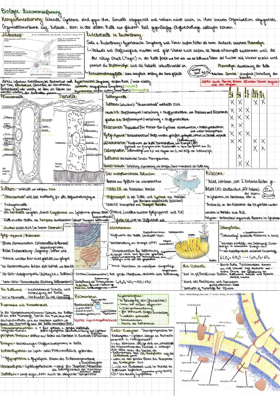 Biomembran: Aufbau, Funktion und Experimente (11. Klasse Biologie Klausur)