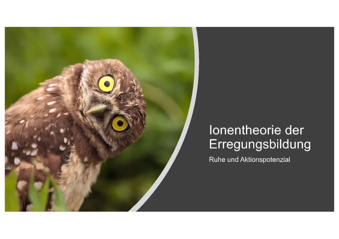 Die Ionentheorie der Erregungsbildung und das Aktionspotential