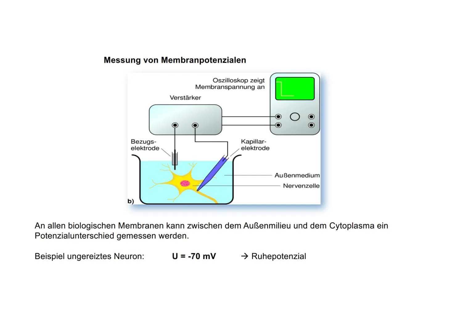 20
Ionentheorie der
Erregungsbildung
Ruhe und Aktionspotenzial Messung von Membranpotenzialen
Bezugs-
elektrode
b)
Oszilloskop zeigt
Membran