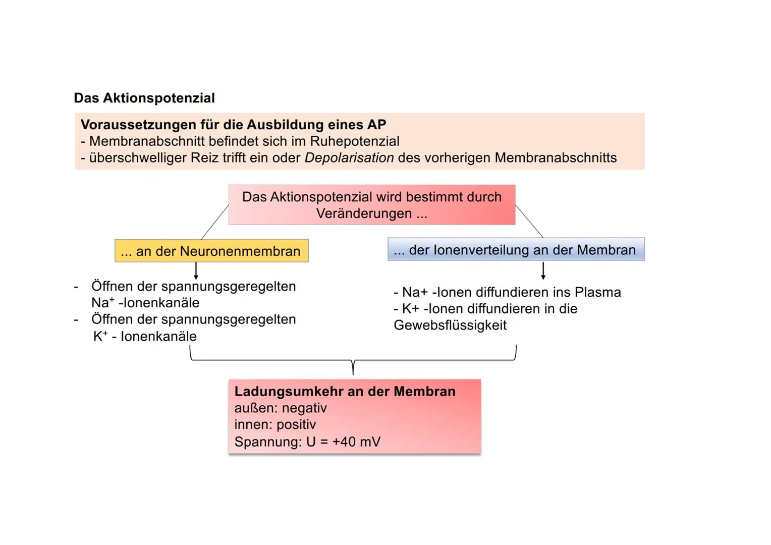 20
Ionentheorie der
Erregungsbildung
Ruhe und Aktionspotenzial Messung von Membranpotenzialen
Bezugs-
elektrode
b)
Oszilloskop zeigt
Membran