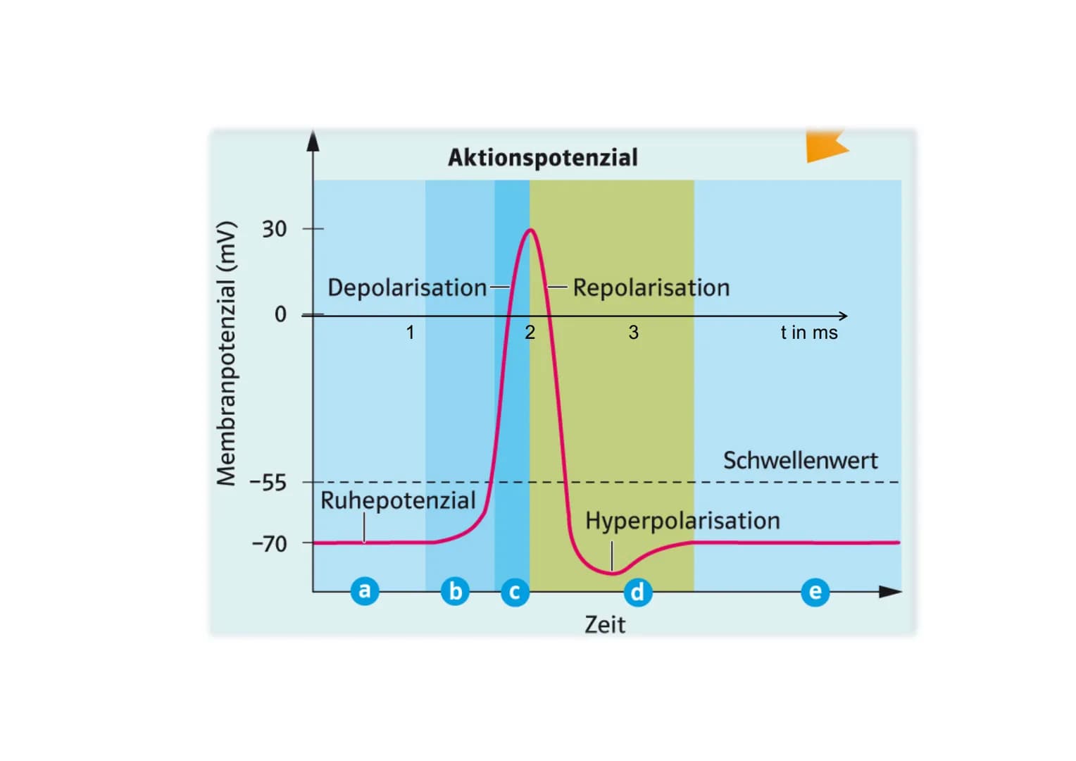 20
Ionentheorie der
Erregungsbildung
Ruhe und Aktionspotenzial Messung von Membranpotenzialen
Bezugs-
elektrode
b)
Oszilloskop zeigt
Membran