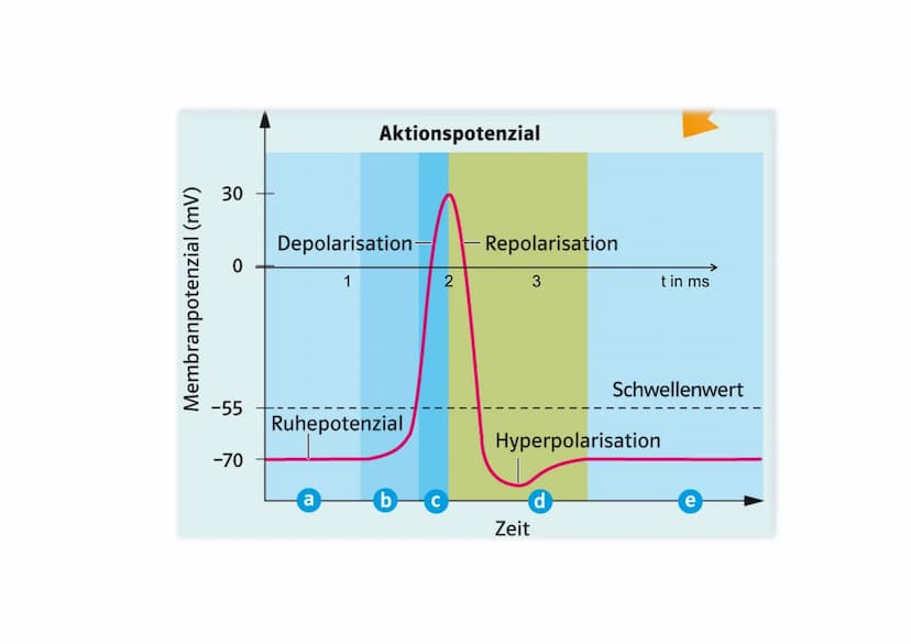 20
Ionentheorie der
Erregungsbildung
Ruhe und Aktionspotenzial Messung von Membranpotenzialen
Bezugs-
elektrode
b)
Oszilloskop zeigt
Membran