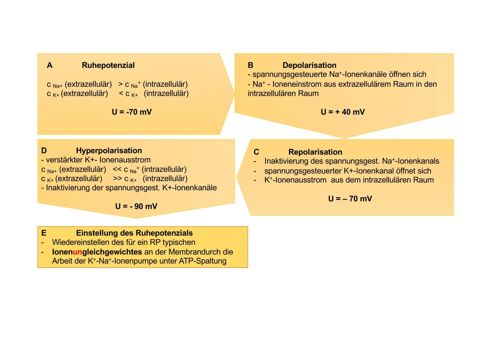 20
Ionentheorie der
Erregungsbildung
Ruhe und Aktionspotenzial Messung von Membranpotenzialen
Bezugs-
elektrode
b)
Oszilloskop zeigt
Membran