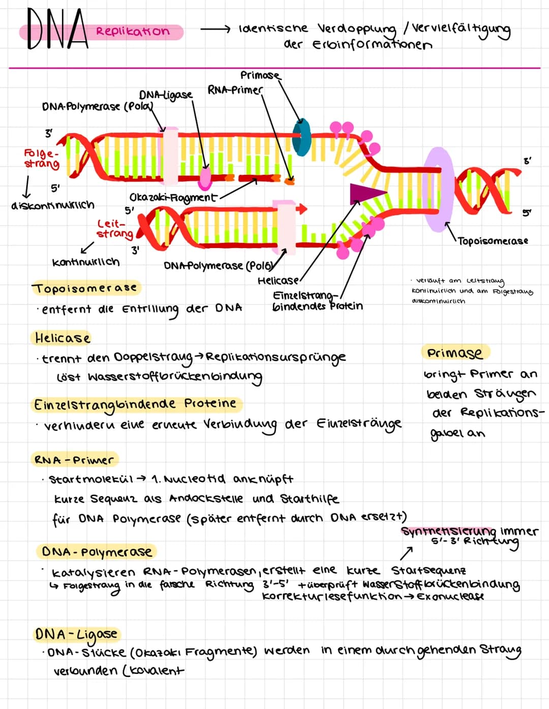 DNAⓇ
3'
Folge-
strang
↓
Replikation
DNA-Polymerase (Pola
5'
diskontinuirlich
.
X
kontinuirlich
DNA Ligase
5'
Leit-
strang
Okazaki-Fragment.
