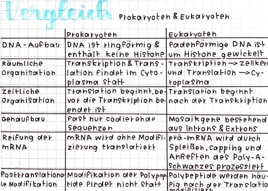 Proteinbiosynthese: Unterschiede und Vergleich zwischen Prokaryoten und Eukaryoten