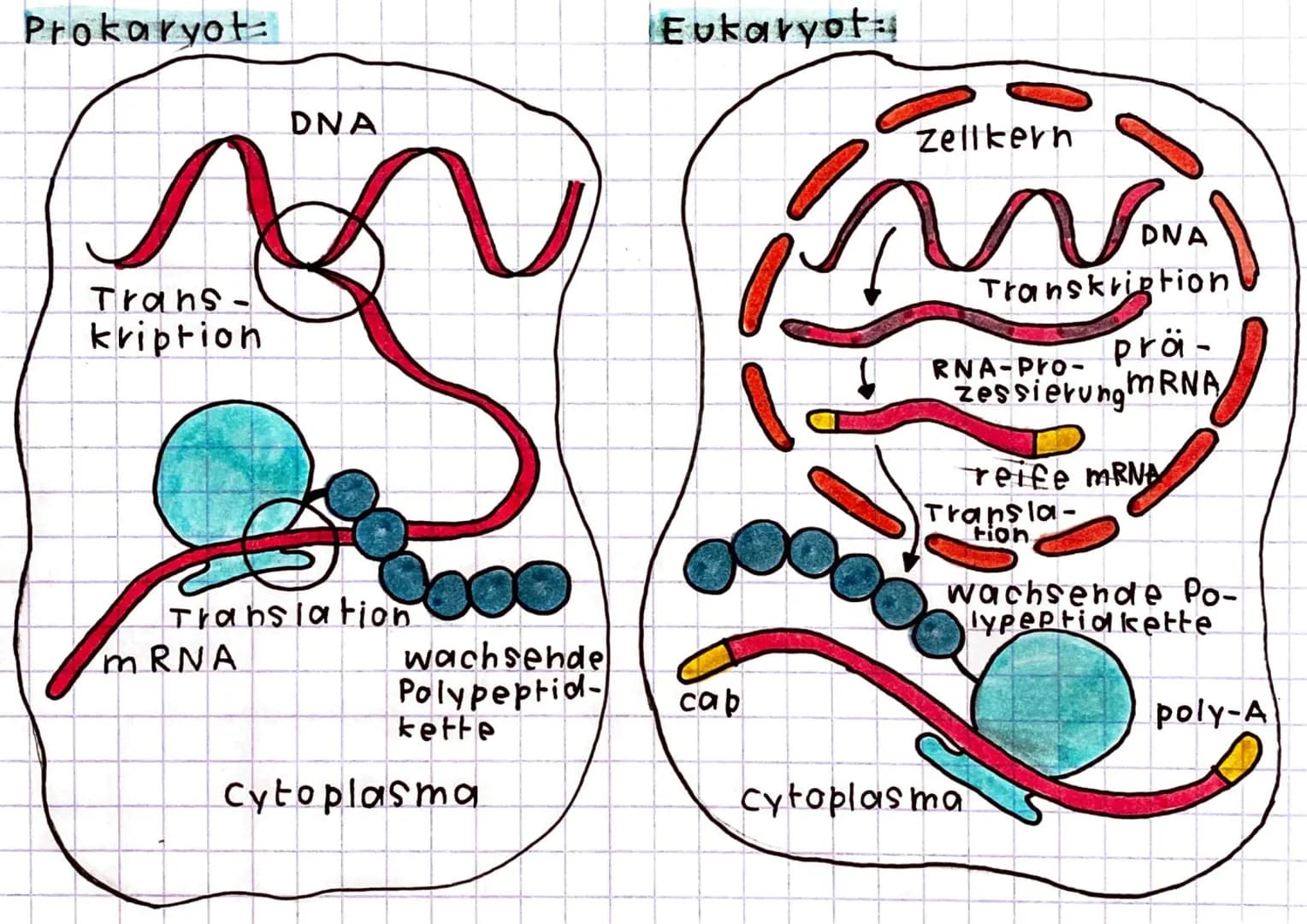 Vergleich
Prokaryoten
Eukaryoten
DNA-Aufbau DNA ist ringförmig & fadenförmige DNA ist
enthält keine Histone um Histone gewickelt
Transkripti