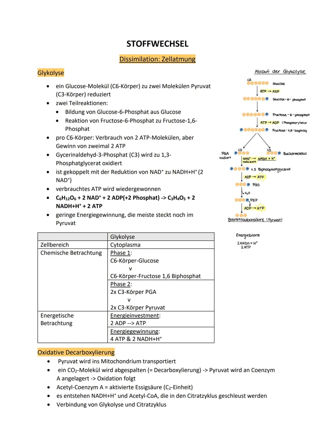 Glykolyse
●
●
pro C6-Körper: Verbrauch von 2 ATP-Molekülen, aber
Gewinn von zweimal 2 ATP
● Gycerinaldehyd-3-Phosphat (C3) wird zu 1,3-
●
●
