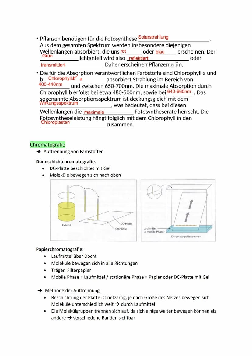 Glykolyse
●
●
pro C6-Körper: Verbrauch von 2 ATP-Molekülen, aber
Gewinn von zweimal 2 ATP
● Gycerinaldehyd-3-Phosphat (C3) wird zu 1,3-
●
●
