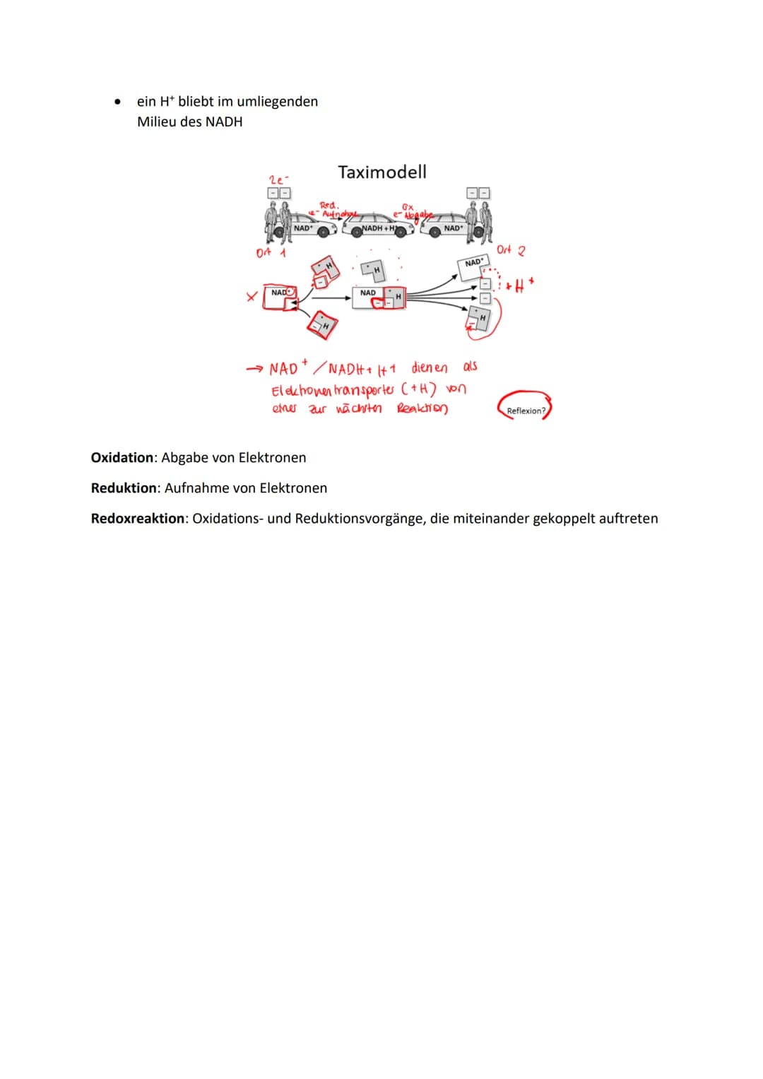 Glykolyse
●
●
pro C6-Körper: Verbrauch von 2 ATP-Molekülen, aber
Gewinn von zweimal 2 ATP
● Gycerinaldehyd-3-Phosphat (C3) wird zu 1,3-
●
●
