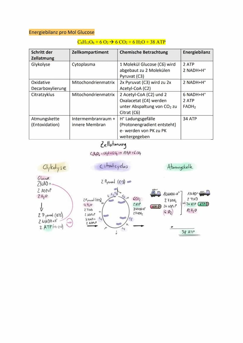 Glykolyse
●
●
pro C6-Körper: Verbrauch von 2 ATP-Molekülen, aber
Gewinn von zweimal 2 ATP
● Gycerinaldehyd-3-Phosphat (C3) wird zu 1,3-
●
●
