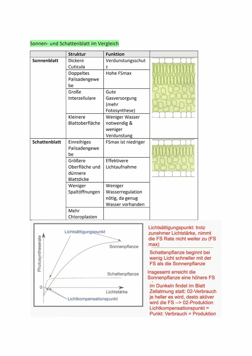 Glykolyse
●
●
pro C6-Körper: Verbrauch von 2 ATP-Molekülen, aber
Gewinn von zweimal 2 ATP
● Gycerinaldehyd-3-Phosphat (C3) wird zu 1,3-
●
●

