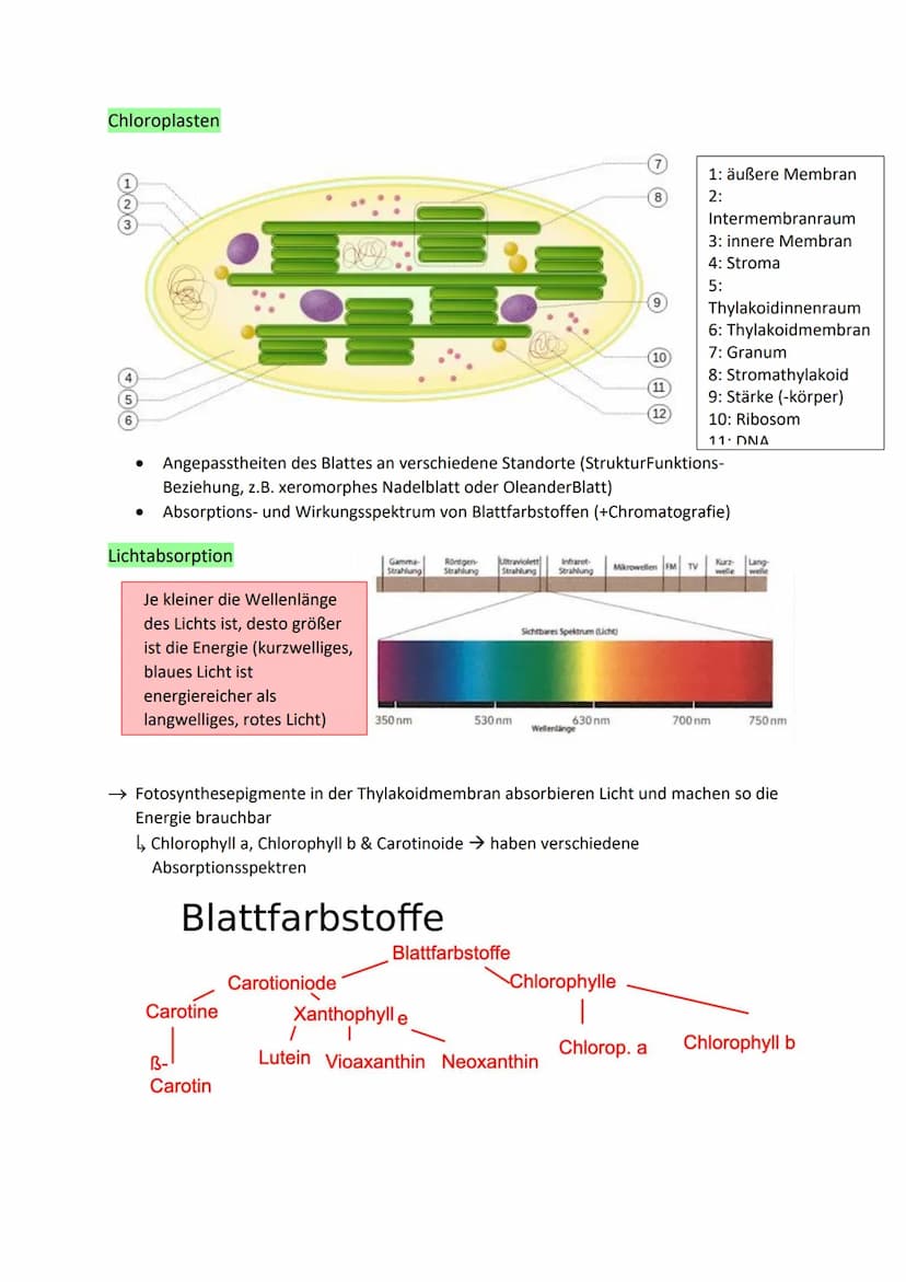 Glykolyse
●
●
pro C6-Körper: Verbrauch von 2 ATP-Molekülen, aber
Gewinn von zweimal 2 ATP
● Gycerinaldehyd-3-Phosphat (C3) wird zu 1,3-
●
●
