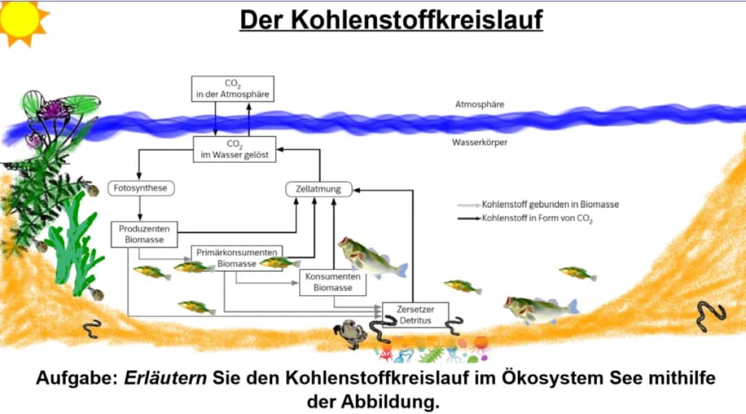  Der Kohlenstoffkreislauf 