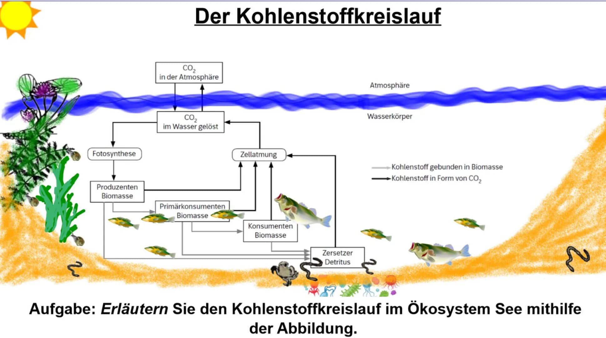 Fotosynthese
Produzenten
Biomasse
Der Kohlenstoffkreislauf
CO₂
in der Atmosphäre
CO₂
im Wasser gelöst
Primärkonsumenten
Biomasse
Zellatmung
