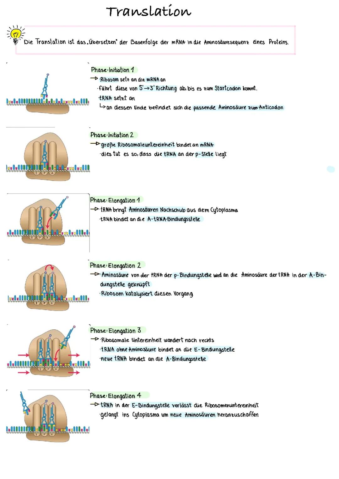 Translation (Genetik)