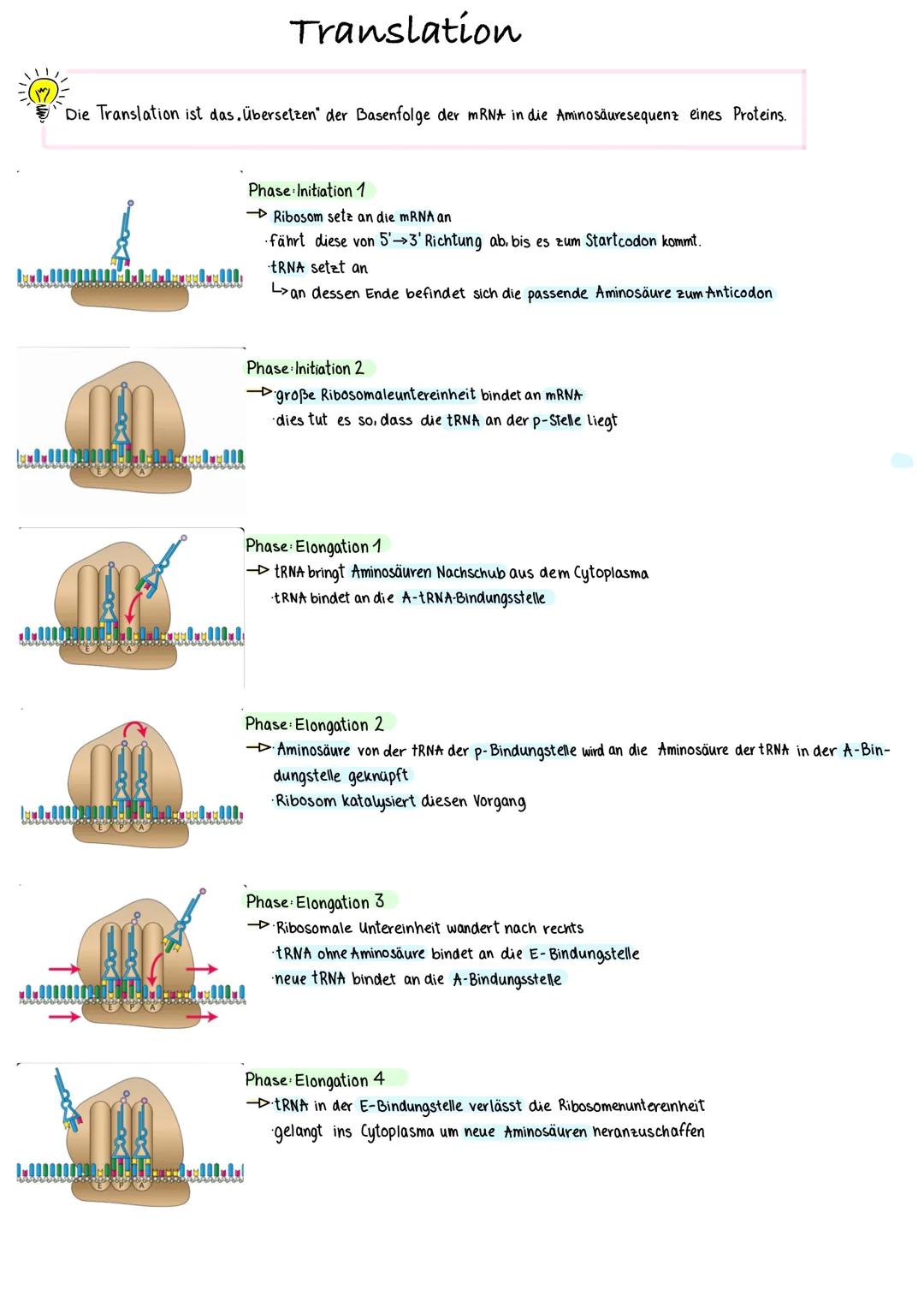 bel
Die Translation ist das. übersetzen der Basenfolge der mRNA in die Aminosäuresequenz eines Proteins.
centrul
A10000000 Bonbulld
Translat