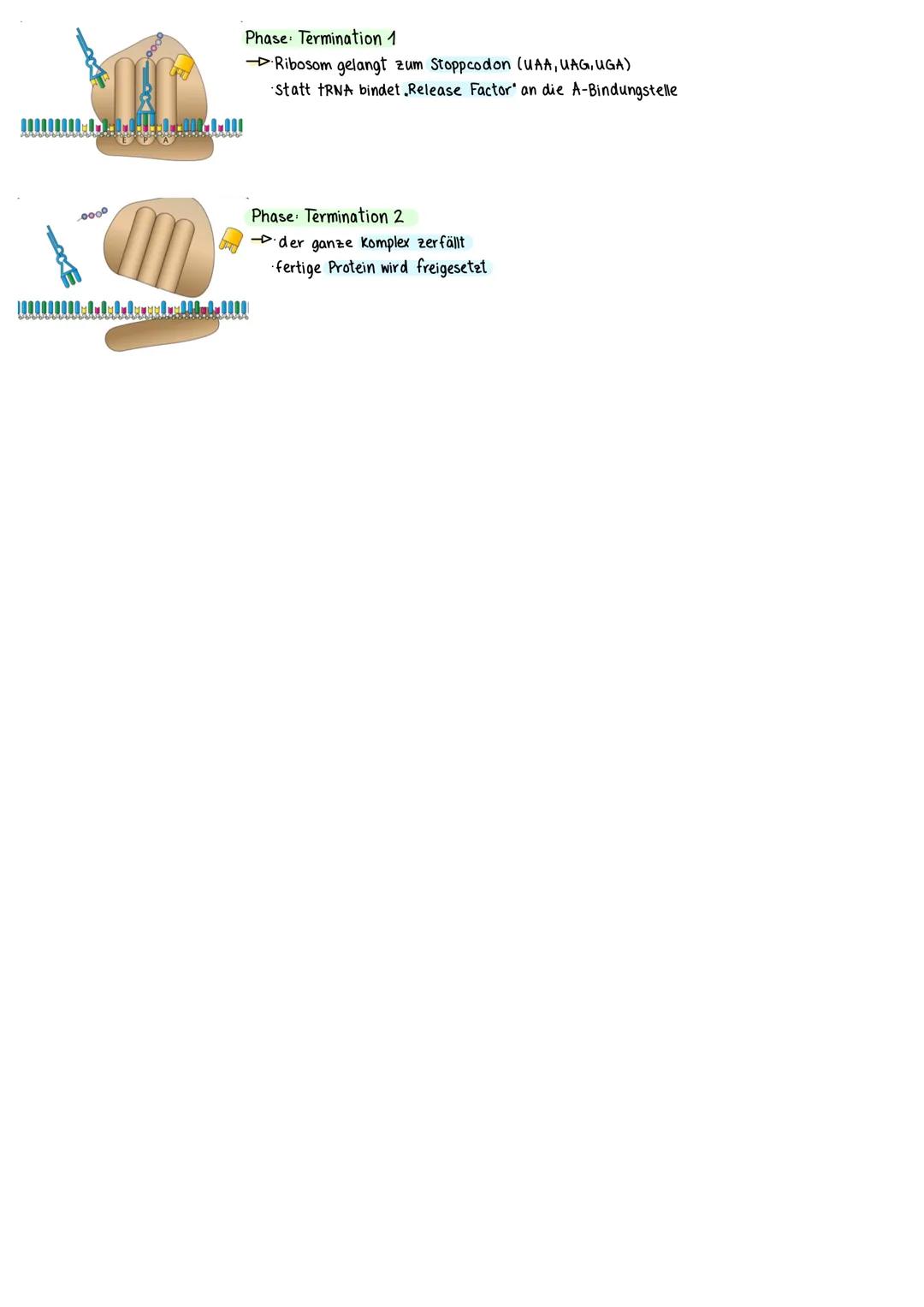 bel
Die Translation ist das. übersetzen der Basenfolge der mRNA in die Aminosäuresequenz eines Proteins.
centrul
A10000000 Bonbulld
Translat