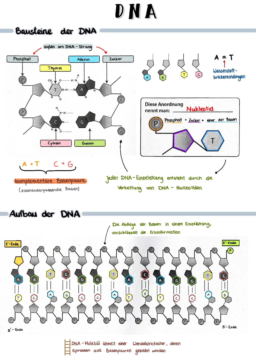 DNA
