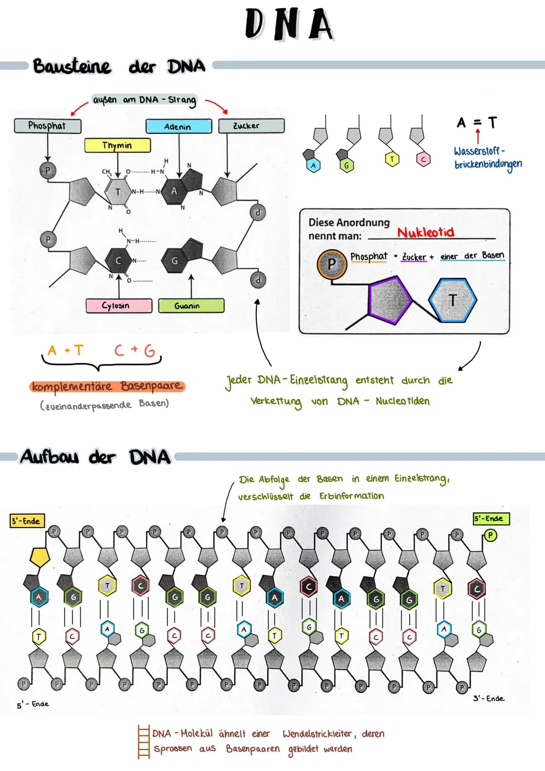 Bausteine der DNA
Phosphat
A+T
3'-Ende
außen am DNA - Strang
Thymin
5'- Ende
CH₂
TN-HN
C
O H-N
O
N-H.........
O
Cytosin
N
Adenin
C+G
Aufbau 