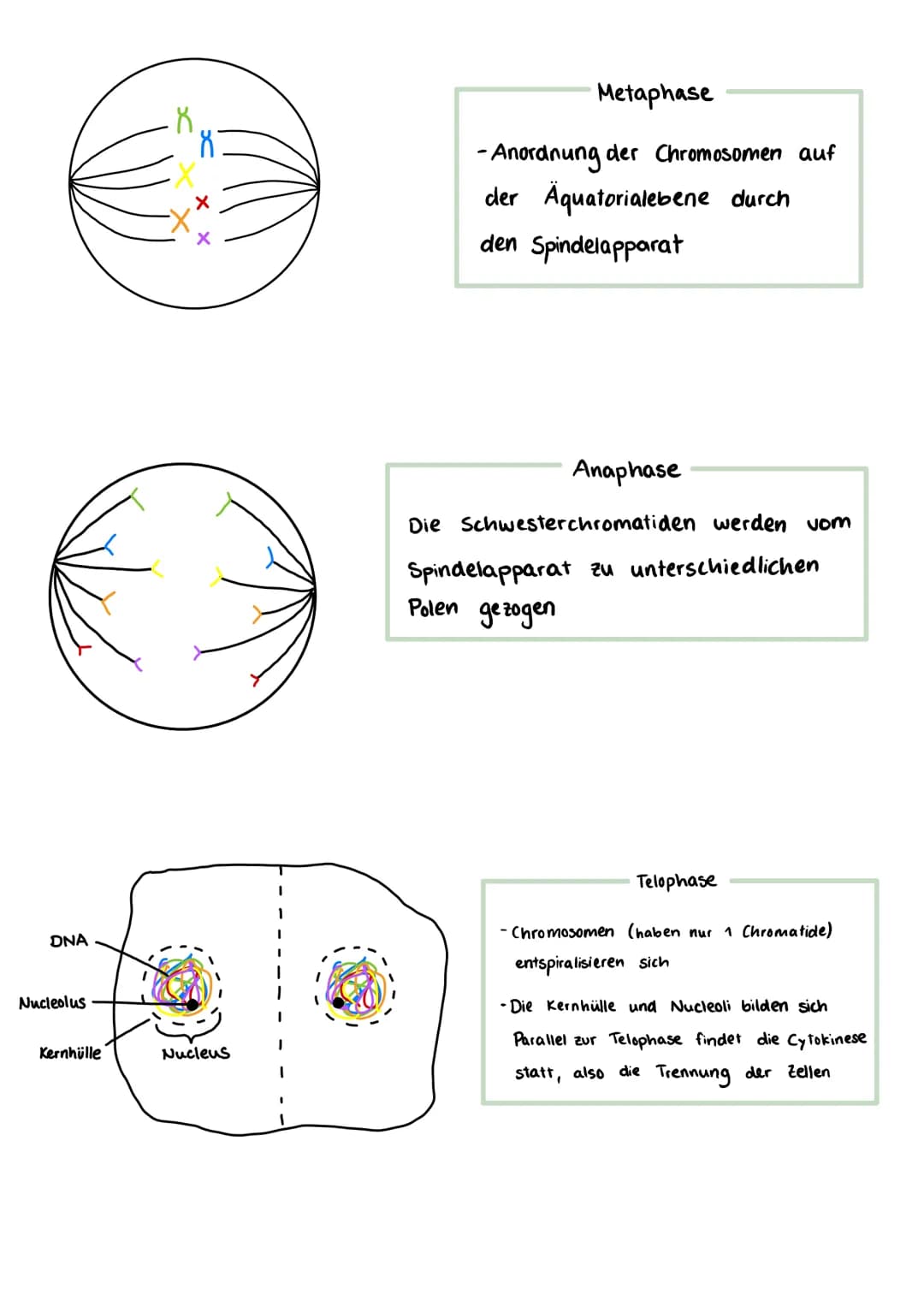 Bausteine der DNA
Phosphat
A+T
3'-Ende
außen am DNA - Strang
Thymin
5'- Ende
CH₂
TN-HN
C
O H-N
O
N-H.........
O
Cytosin
N
Adenin
C+G
Aufbau 