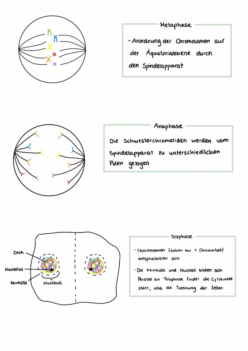 Bausteine der DNA
Phosphat
A+T
3'-Ende
außen am DNA - Strang
Thymin
5'- Ende
CH₂
TN-HN
C
O H-N
O
N-H.........
O
Cytosin
N
Adenin
C+G
Aufbau 